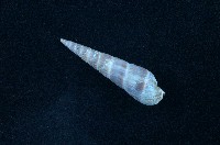 藏品(筍螺)的圖片